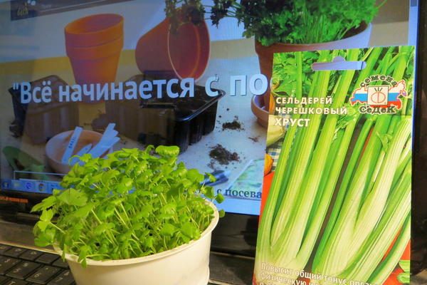 Фото Людмилы (LyudmilaU), Санкт-Петербург