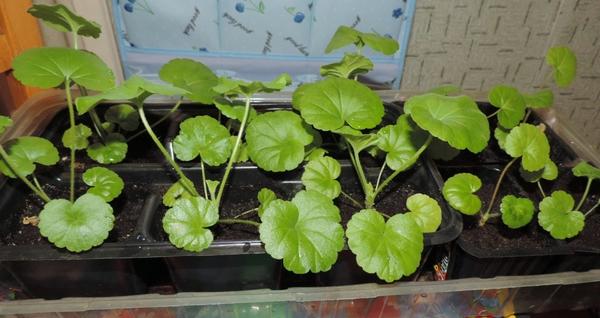 Рассада пеларгонии Людмилы (lyudmilavitalyudmilavita)
