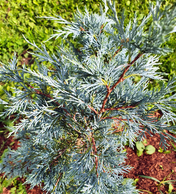 Rock Juniper Blue Heaven