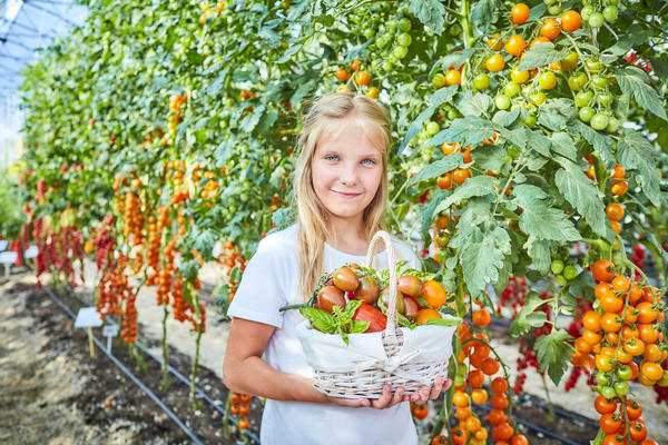 Присоединяйтесь к проекту Я люблю томаты с Агрофирмой ПОИСК