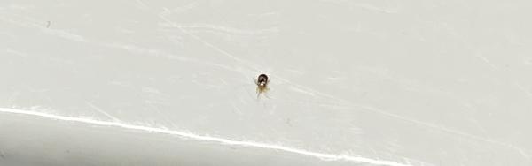 &amp;quot;Постельный гость&amp;quot;