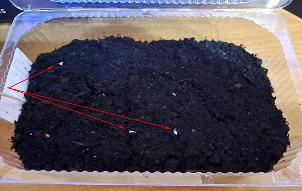 Посеяла 15 февраля в простой лоточек от печенюшек. На дне сделала отверстия раскаленным на газе кончиком ножа. Дренаж, верховой торф (больше без ничего), семена положила на поверхность и чууууточку присыпала.  Последующие опрыскивания обнажили семечки) Крышка была закрыта, контейнер стоял на окожке с открытой фрамугой. Бедные семяшки, но я так и задумала - без единого танца. Посеяла 6 &amp;quot;гранул&amp;quot;, 12 - смеси. Слева - Ева. 18 февраля - первые клювики.