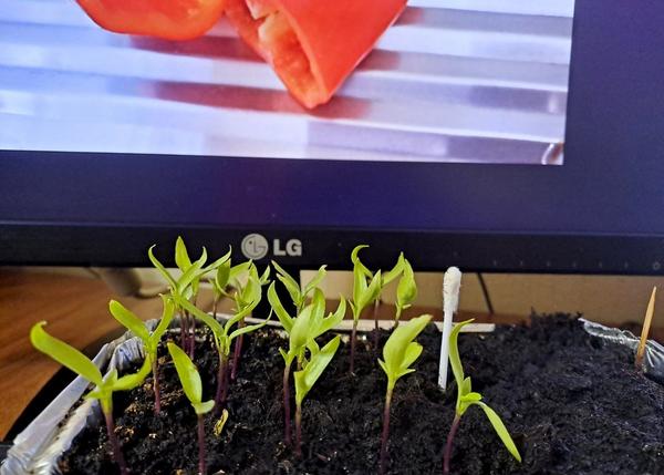 Всхожесть, насколько вижу, 100%. Семена выревшие, свежие - из плода сразу в землю.  Весь уход за грунтом-семенами: опрыскивала раз в сутки водой. Стояли на подоконнике в прохладе... на сквозняке, без подсветки. Окно - восток. Кончики загибаются - наверное, им холодно.