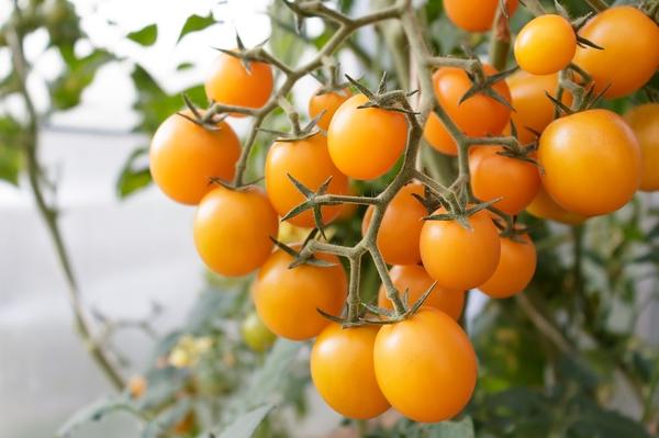 Желтые сорта томатов: описание с фото