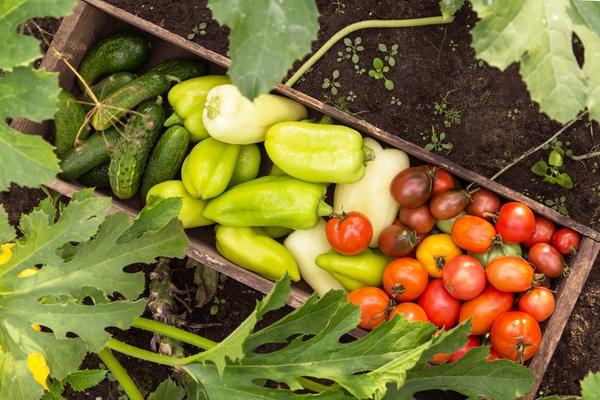 Сорта овощей, устойчивые к болезням