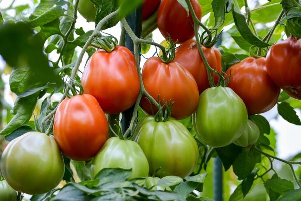 Сорта и гибриды томатов для теплицы: какие самые урожайные и беспроблемные