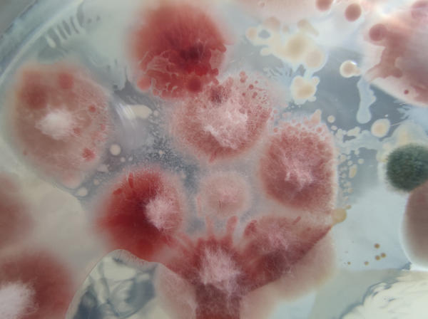 Колония гриба Fusarium oxysporum в лабораторных условиях