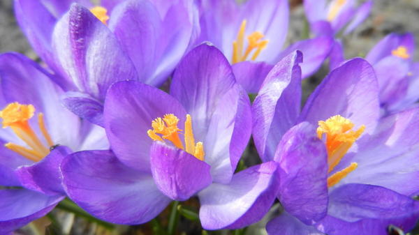 Фото Инны Золотовой