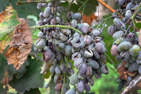 Сорта винограда, устойчивые к болезням: какие — самые беспроблемные?