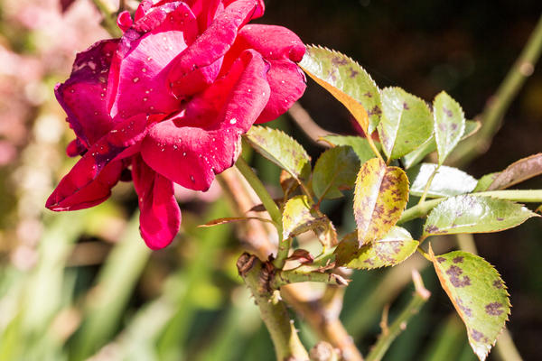 Пятнистости встречаются на розах чаще всего