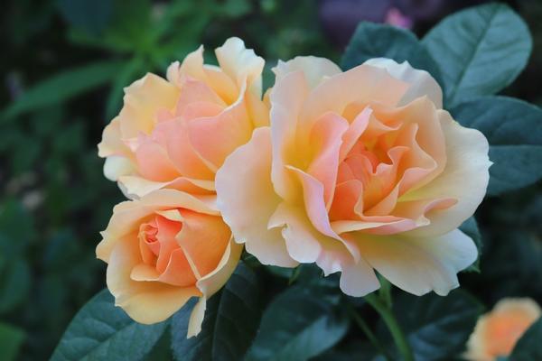 Цветы нашего лета