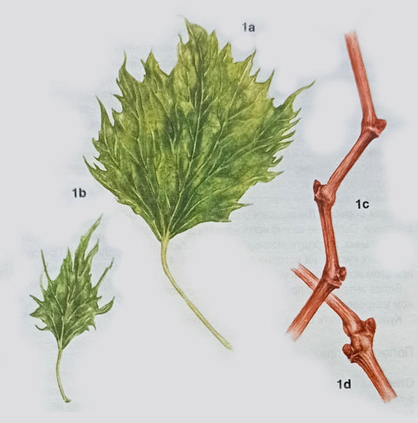 Фото с сайта Блог Владимира Исаенко о винограде и саде на даче - vinogradacha.blogspot.com