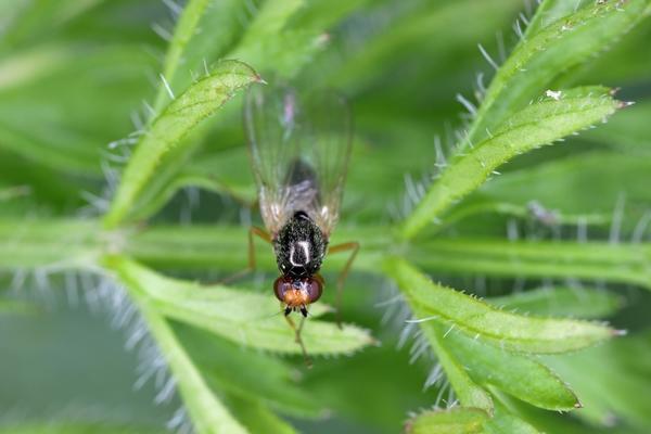 Морковная муха, одна из трех мух-вредителей