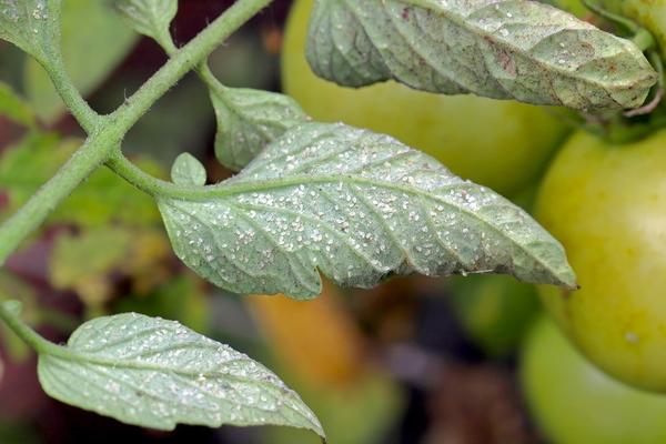 Белокрылки на листе томата
