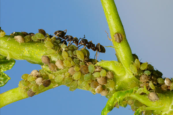 Тлю на растения заносят муравьи