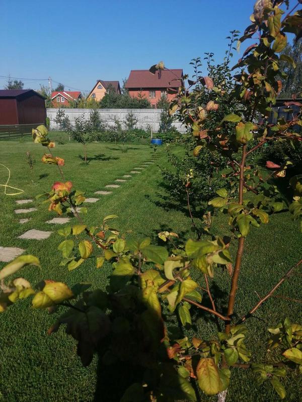 Верхушка яблони. Ствол. Фото листьев