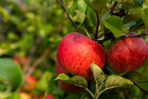 Осенние сорта яблонь: описание с фото, отзывы