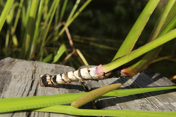 Целебную настойку можно приготовить из корневища аира