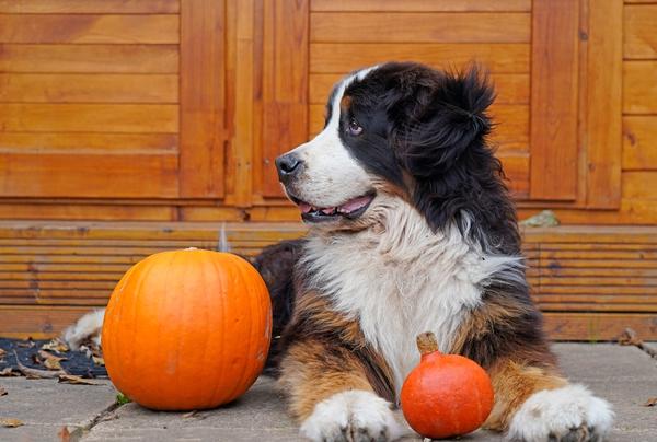 Осенняя фотосессия