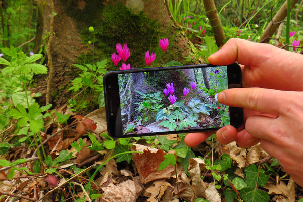 Осенние цветы