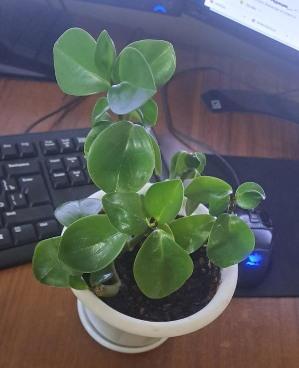 Эта с окна прохладного. Тут сунуто несколько стебельков, на двух листья совсем крохотные. Всё-таки ей холодно