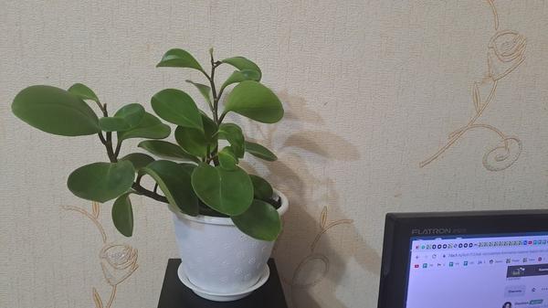 Спартанка пеперомия