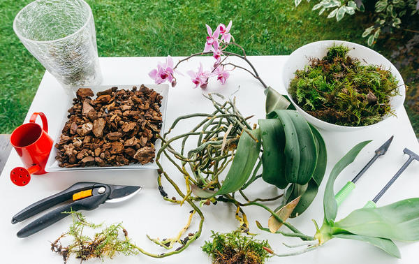 A Complete Guide On Pine Bark Mulch For Terrarium Use