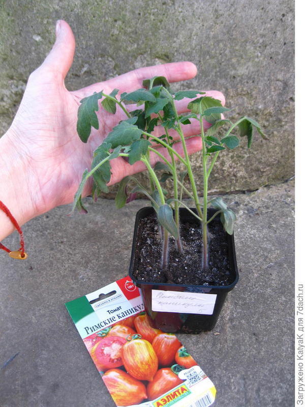 Томат Римские каникулы
