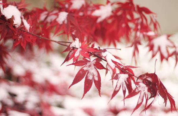 Первый снег