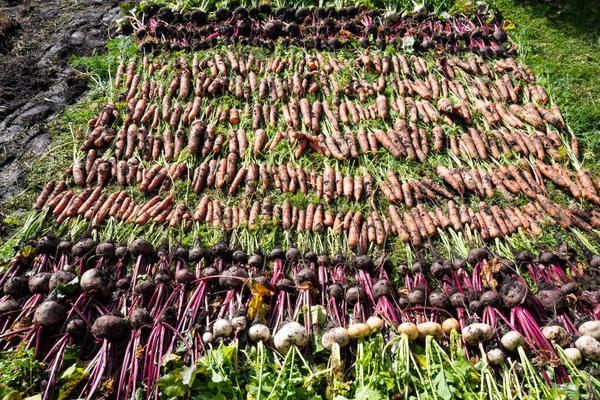 Корнеплоды