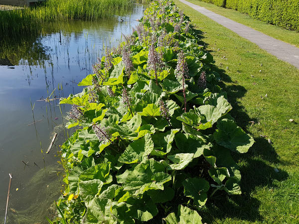 Белокопытники - идеальные претенденты для посадки у водоема