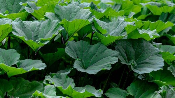 Белокопытник гибридный