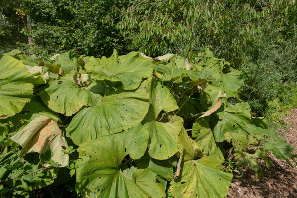 На жарком южном солнце крупные листья белокопытника теряют влагу и вянут