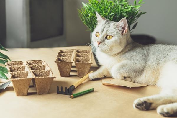 Не забываем позвать помощников - без них рассадный сезон будет скучным и предсказуемым ;)