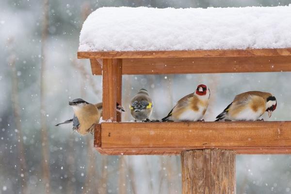 домик для зимовки птиц | Дзен