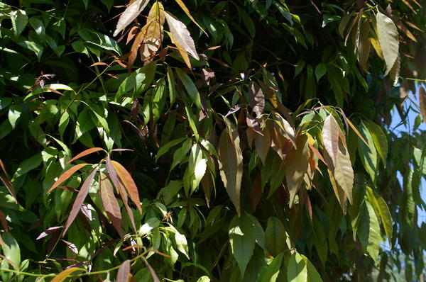 Неизвестное дерево с определением - кажется, дуб какой-то