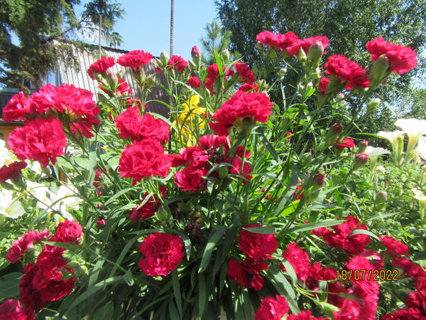 Красная ампельная гвоздика. Фото Андрея Шаповалова