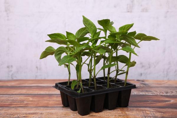 Выращиваем перцы из семян