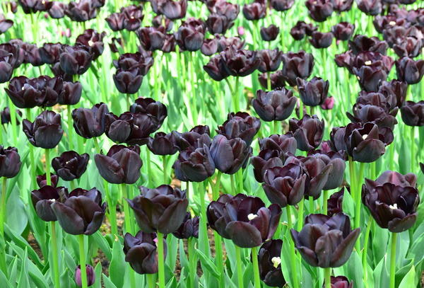 Почти черные тюльпаны в массовой посадке удивительно эффектны