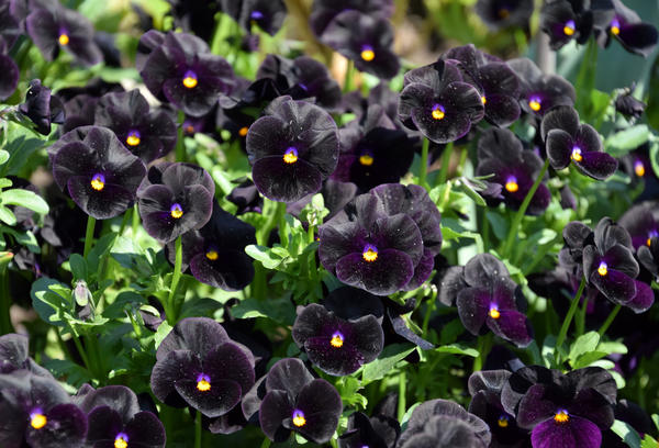 Виолы с почти черными цветками