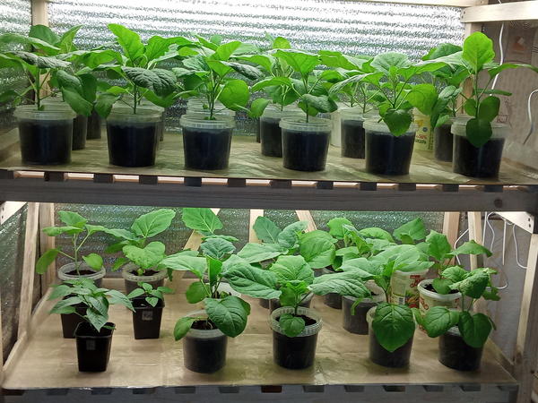 Рассада баклажанов. Фото Танж &amp; Ната