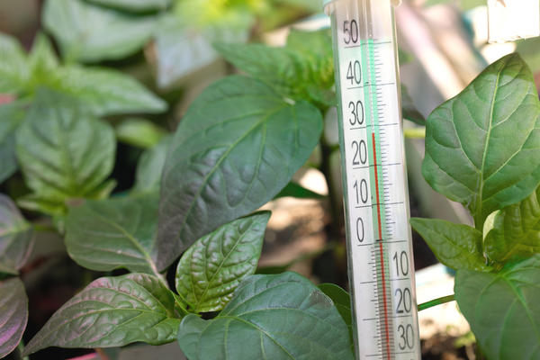 Поддержание комфортной температуры важно для выращивания крепкой и здоровой рассады