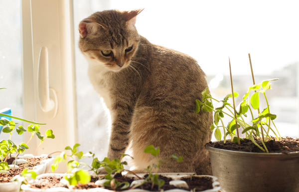 Рассада и любимые питомцы