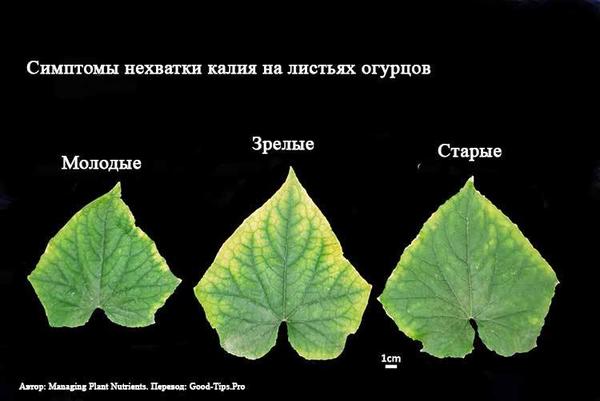 Источник, иллюстрация: Good-Tips.Pro