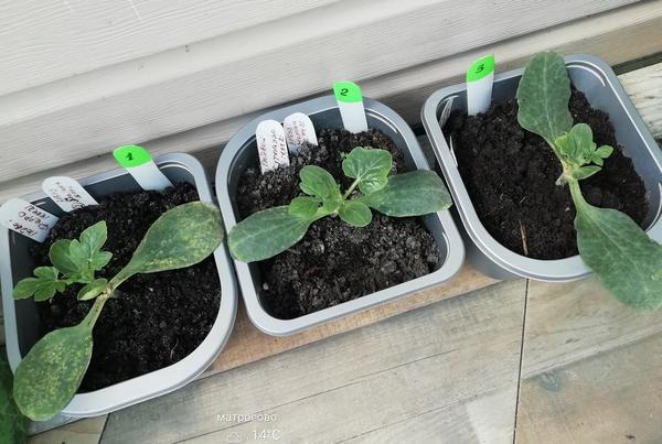 Прививки арбуза на тыквенный гибрид. Фото Светланы (Svet-Kara)