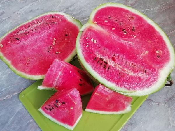 Арбуз, привитый на тыкву. Первый опыт Светланы (Svet-Kara)