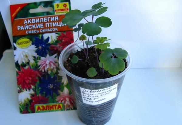 Рассада аквилегии Ирины Шкут (Amanae)