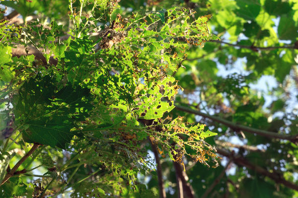 Смородина, поражённая вредителем