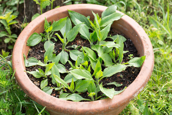 Всходы топинамбура