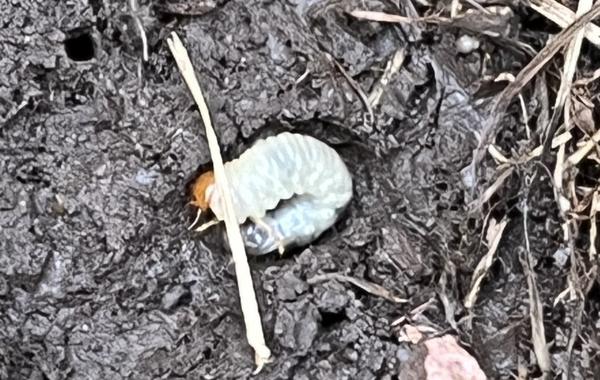 Увеличенное фото личинки